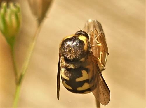 Cyrtus gibbus